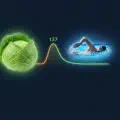 [CGM #3] The Cabbage and Swimming Difference