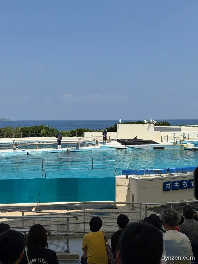 Dolphins performing at Okichan Theater